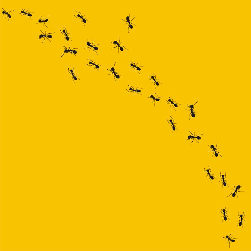 חוקי תנועה בקן הנמלים