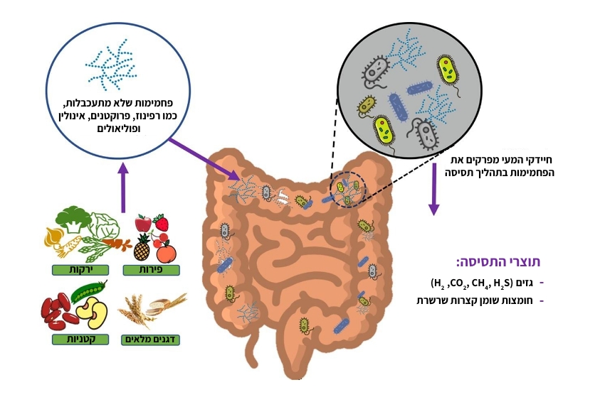חומרים שלא עוכלו בשלבים המוקדמים של תהליך העיכול בפה, בקיבה ובמעי הדק, מגיעים למעי הגס, שם חיידקי המעיים מפרקים אותם בתהליך תסיסה. אילוסטרציה של פירוק הפחמימות במעי | מתוך המאמר Mutuyemungu et al. 2023