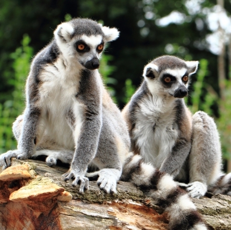סוד הפמיניזם של הלמורים