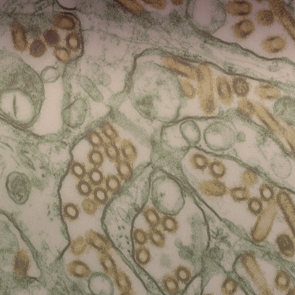 חיסון חדש לשפעת העופות