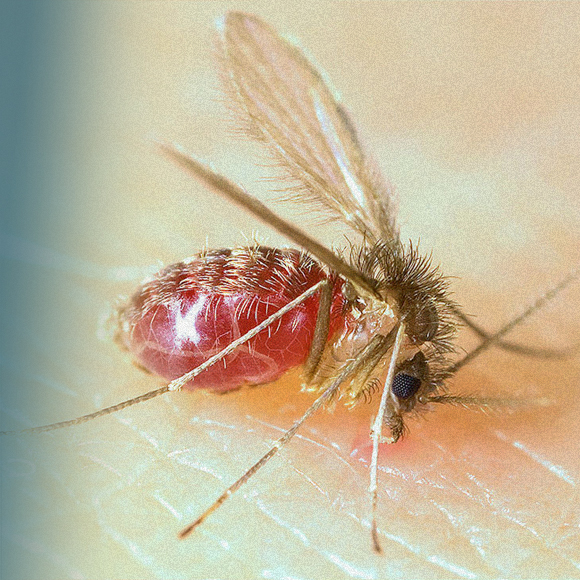 סוס טרויאני ושמו לישמניה