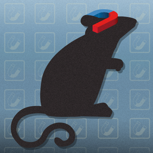 המגנט שמפעיל את תאי המוח