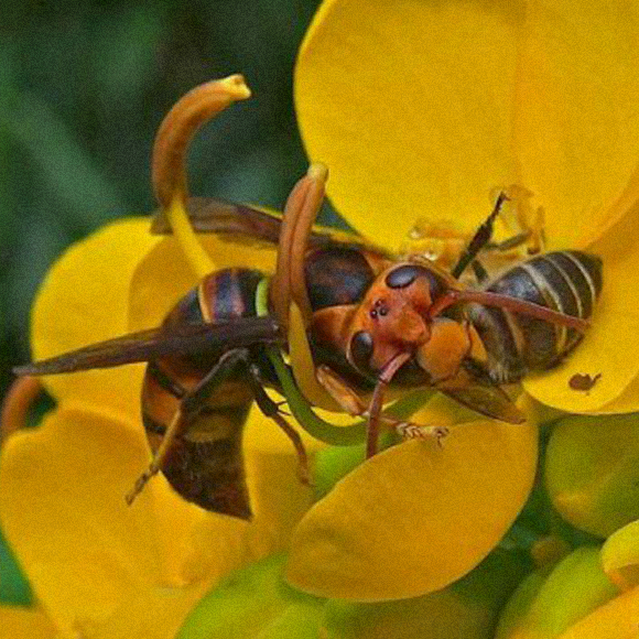 תמרור האזהרה של הדבורים