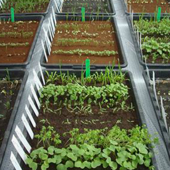 לגדל עגבניות על מאדים