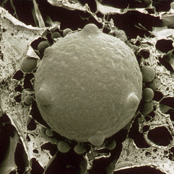 חיזור גורלי – הפטרייה שעוזרת למשוך נקבות