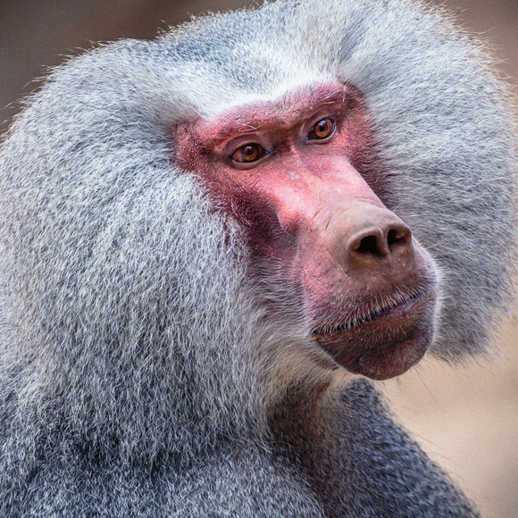הקופים בעלי שני הלבבות