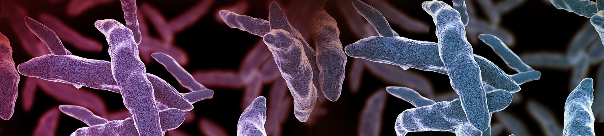 “האב המייסד” של הבקטריולוגיה