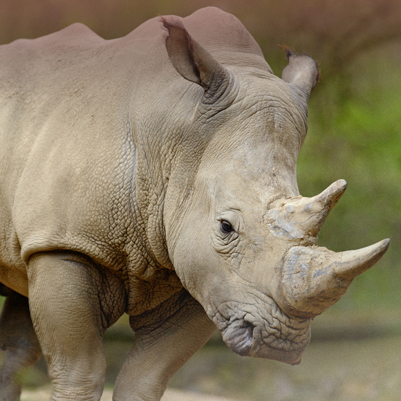 הטכנולוגיה להצלת הקרנף הנדיר