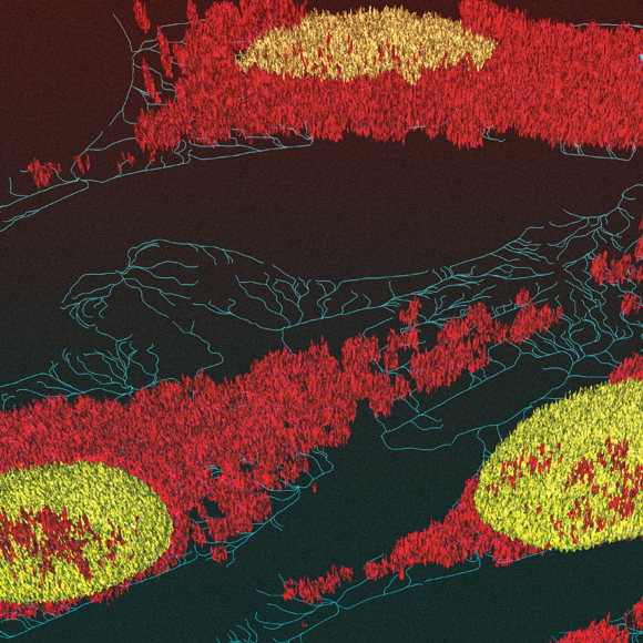 האבולוציה שהולכת לאחור