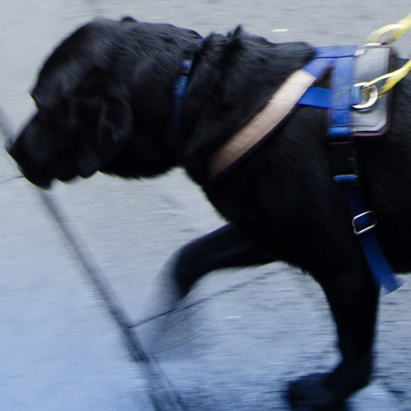 איך כלבים מוצאים את הדרך הביתה?