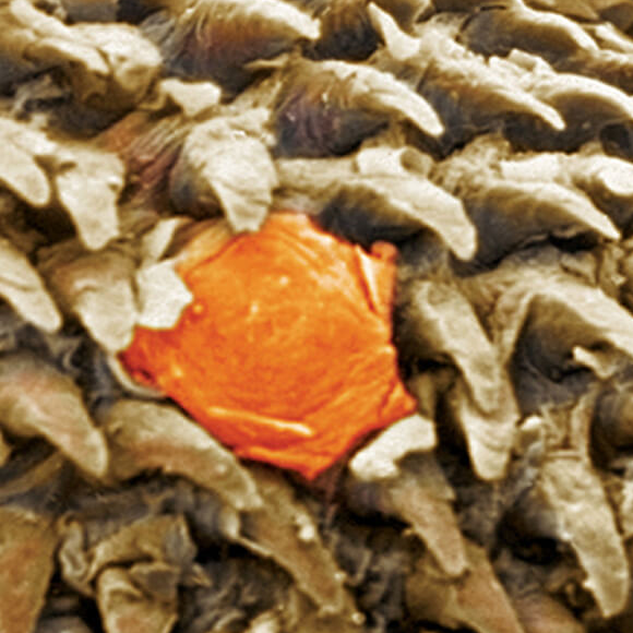 משמר הטעם המר