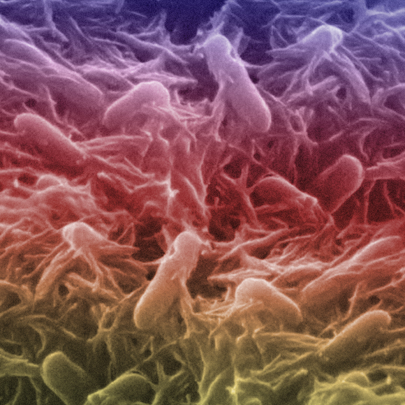 לביצוע הקסם הבא אזדקק לחיידקים ולנייר