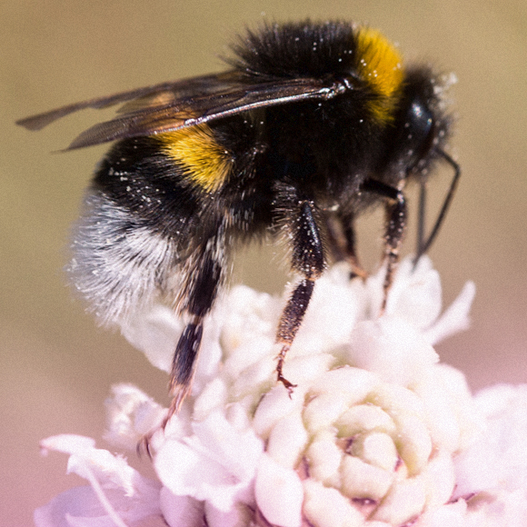 איך דבורים מוצאות פרח?