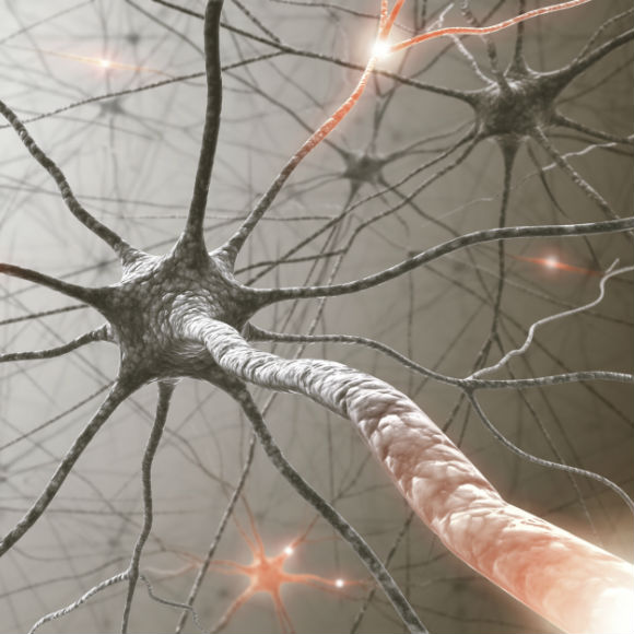 מדע בדקה: רשת עצבית פעילה לפי דרישה