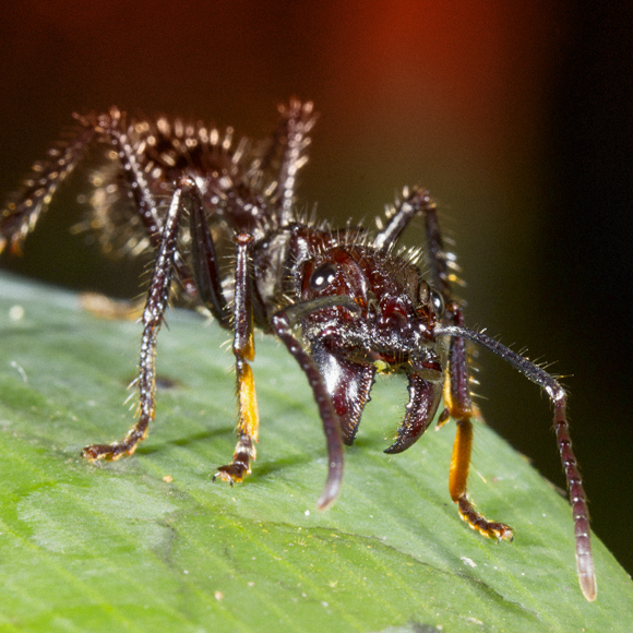 כואב יותר, קטלני יותר, עוקץ יותר