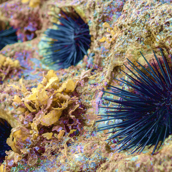 להזדווג כמו קיפודי ים