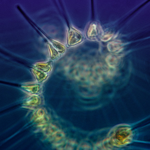 The Real Lungs of the Earth