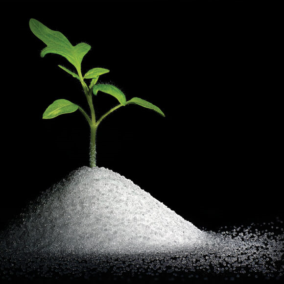 הפתרון המלוח: השקיה במי ים מדוללים