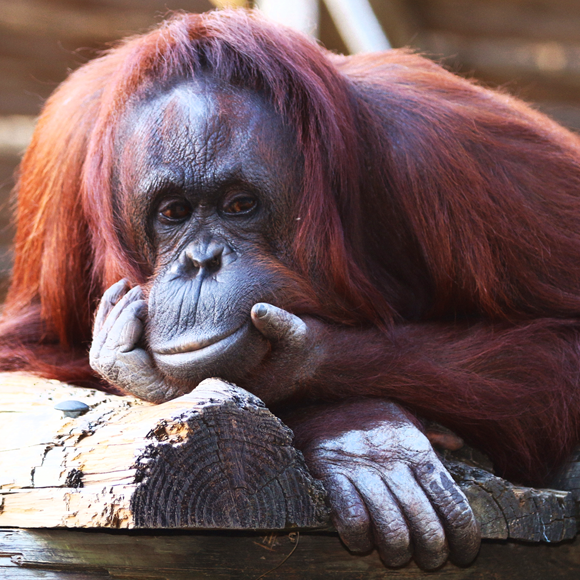 תודעה של קופי אדם