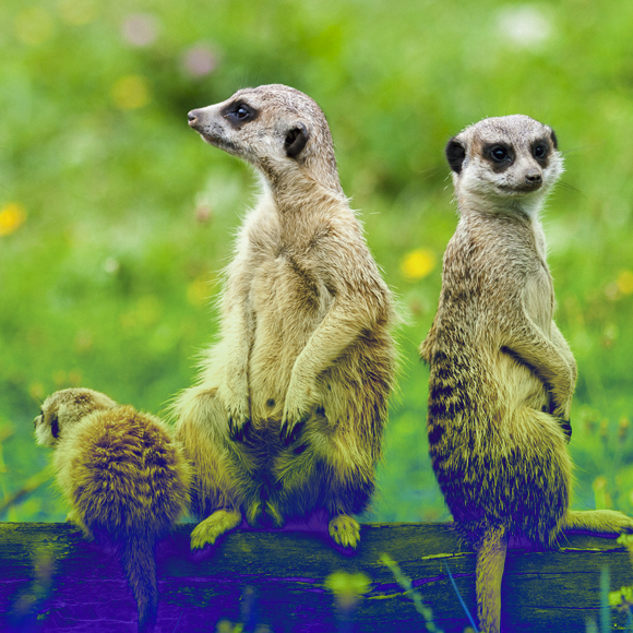 אלימות: לא לבני אדם בלבד