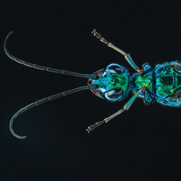 כיצד צרעה הופכת תיקן לזומבי הנתון לשליטתה