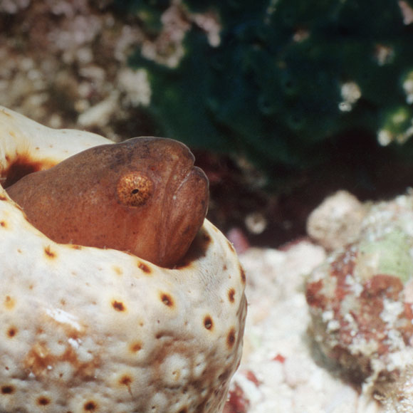 חיים בשוליים: הדג במעי המלפפון