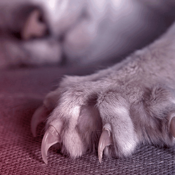 ציפורני חתול: האם השריטה מסוכנת?