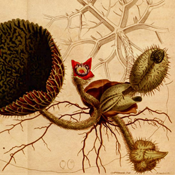 ארוחת הצהריים של האדם הקדמון