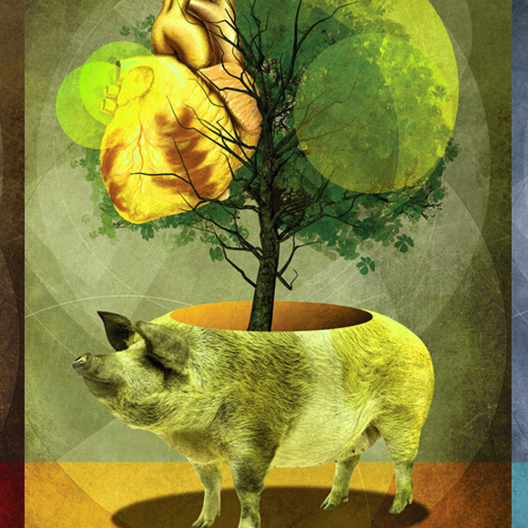 לגדל איברי אדם בגופם של בעלי חיים