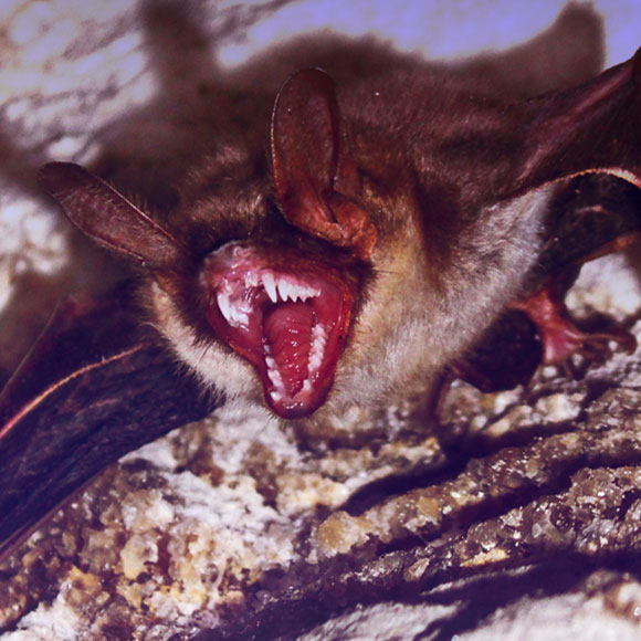 החיים הסודיים של הערפדים