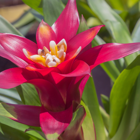 טיהור אוויר באמצעות צמחים?