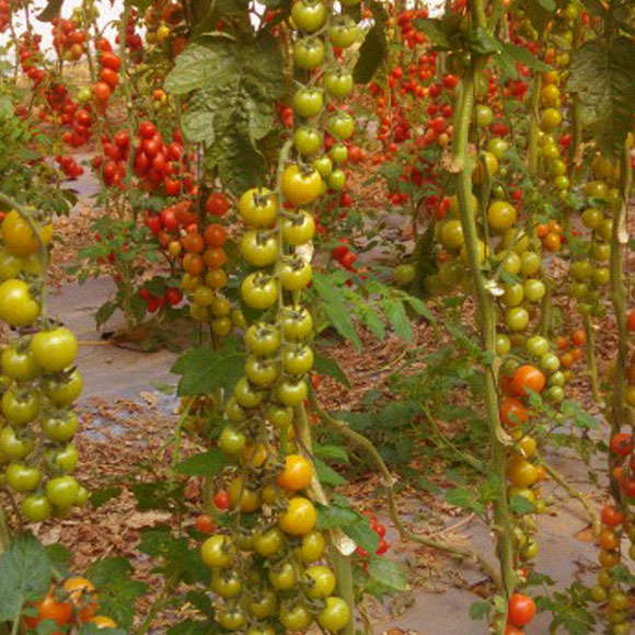 להחזיר לעגבניות את הטעם