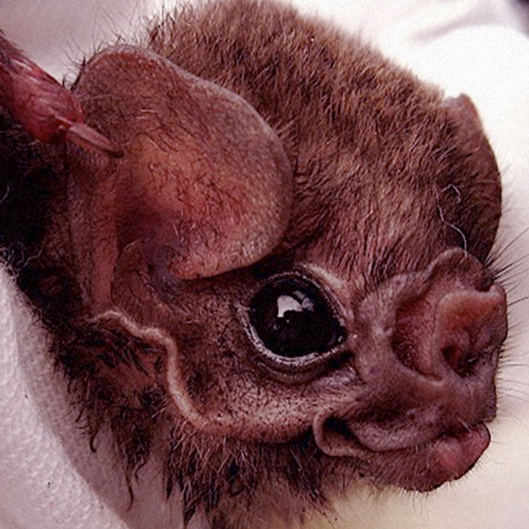 הערפדים ששותים דם אדם