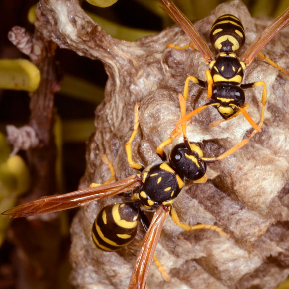 השיקולים הכלכליים של הצרעות
