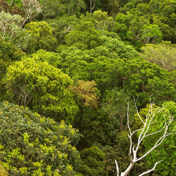יער האמזונס המבוית