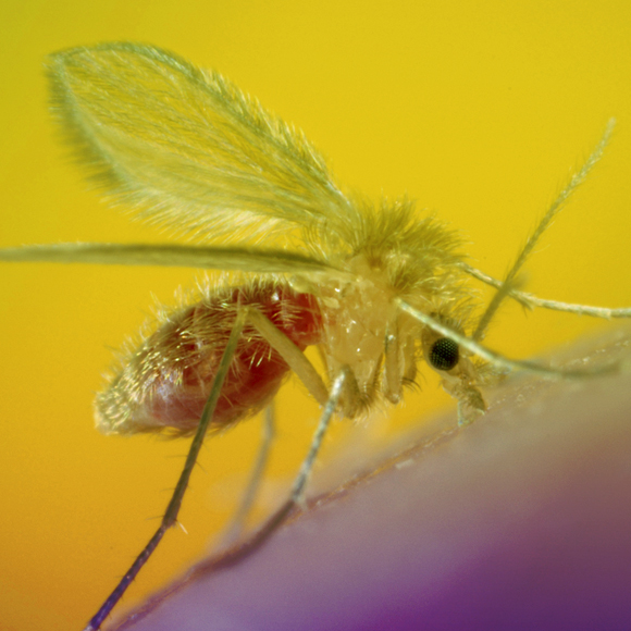 סוף לפצעים של “שושנת יריחו”?