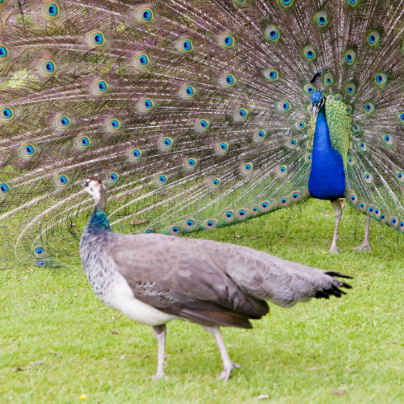 סופה של אגדה: אמוץ זהבי