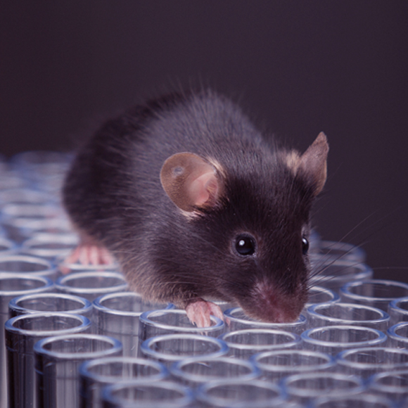 זורקים עצם לתאי הדם