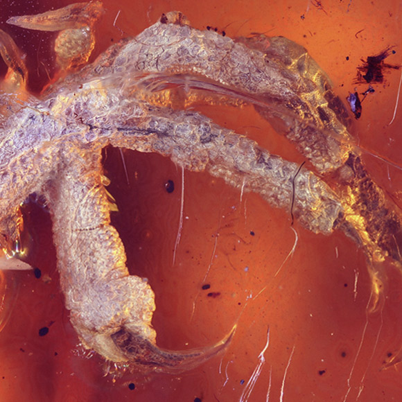 העופות שהתחילו הפוך