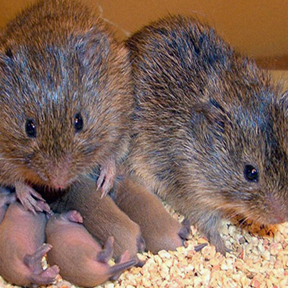 התאהבות בין שני אזורים במוח