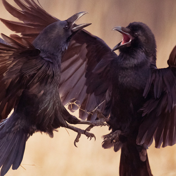 חושבים קדימה: העורבים שמתכננים את העתיד