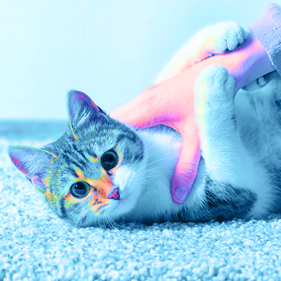 מדוע אנו רוצים למעוך יצורים חמודים?