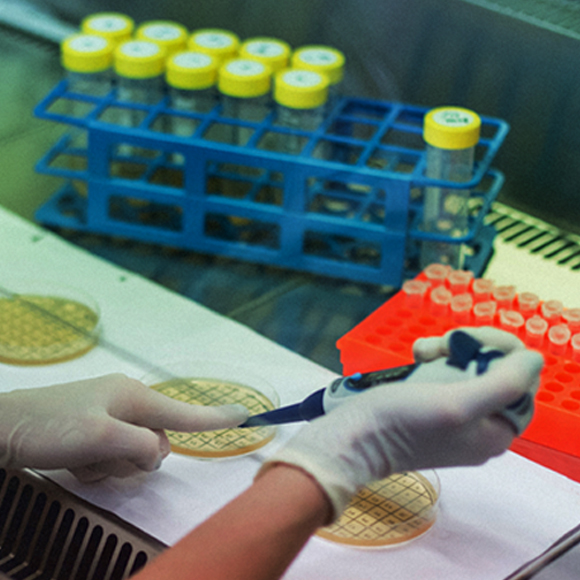 רקמה אנושית חיה: תרביות תאים