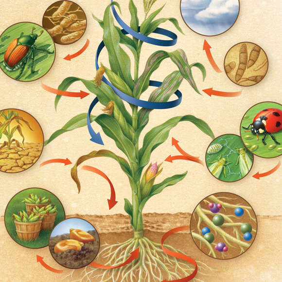 האם חיידקים יכולים לעזור לנו לשפר יבולים?