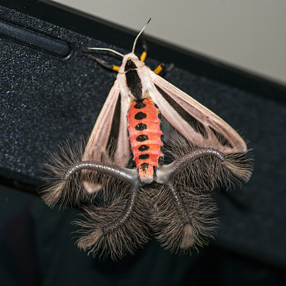 איבר הריח הייחודי של העש המפלצתי