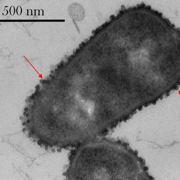 חיידקי-על בחלל