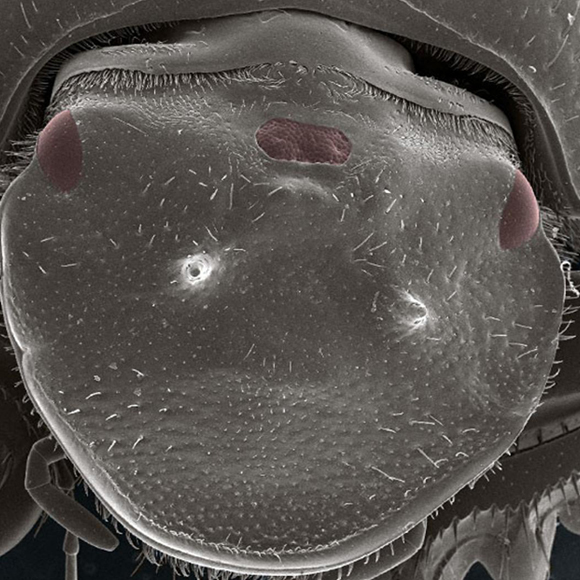 הגֵן, החיפושית והעין השלישית