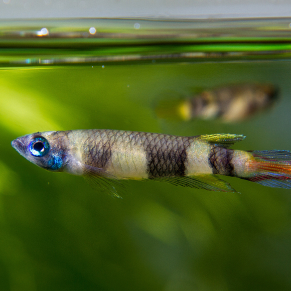 הטריק הגנטי של דגי הקילי