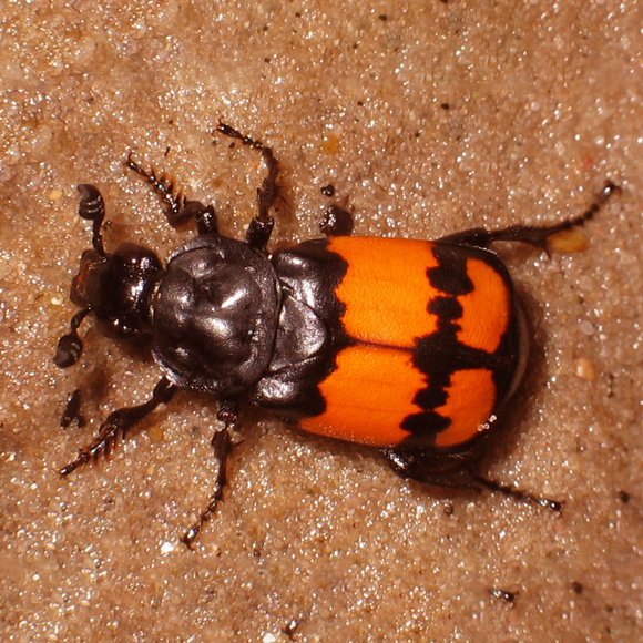 החיפושית המתאמצת יותר