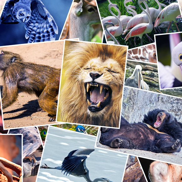 בעל החיים הראשון